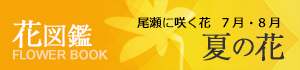 bn_flower_summer_pc.png
