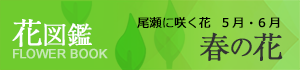bn_flower_spring_pc.png